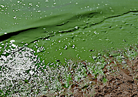 Вода Финского залива окрасилась в ядовито-зеленый цвет