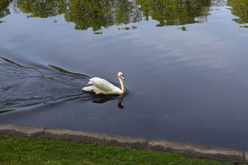 Лебедь в пруду Летнего сада