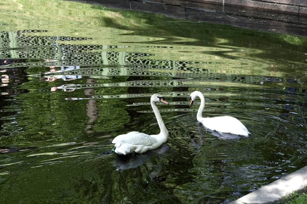 Лебеди-шипуны Елисей и Любава в пруду Летнего сада